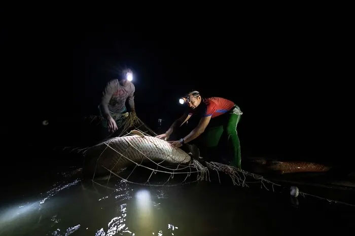 ca-hai-tuong-long-1 Loài Hải tượng long từng đứng trước nguy cơ tuyệt chủng do tình trạng đánh bắt quá mức.