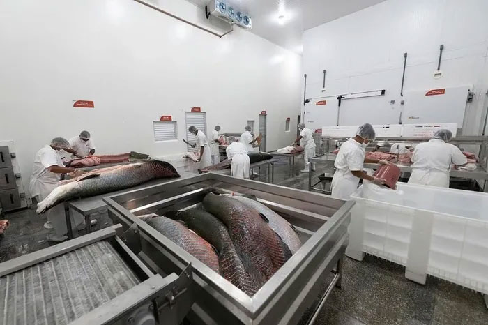 ca-hai-tuong-long-2 Một cơ sở chế biến cá Hải tượng long được cấp phép tại bang Amazonas, Brazil