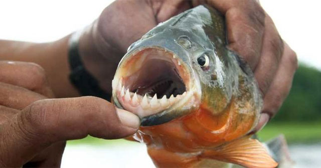 Khám Phá Thực Hư Về Loài Cá Piranha: Sát Thủ Hay Huyền Thoại?