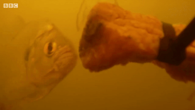 Xem đàn piranha đói 