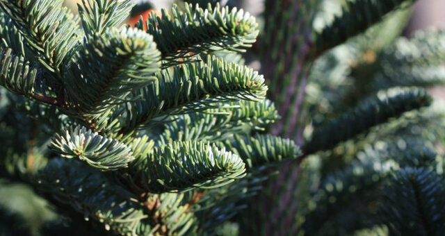 Những Nguy Cơ Khi Trồng Cây Thông Noel Trong Nhà Bạn