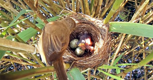 Khám Phá Hành Vi Đặc Biệt của Chim Tu Hú và Cuộc Chiến Sinh Tồn