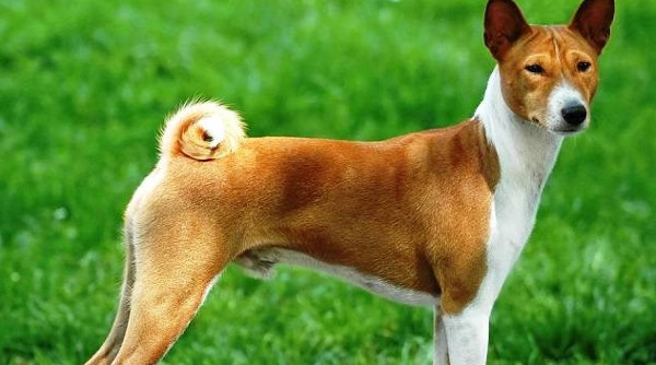 Khám Phá Những Giống Chó Nguy Hiểm Trên Toàn Thế Giới
