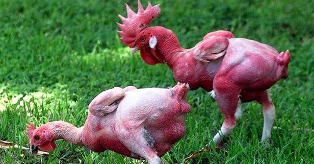 Khám Phá Giống Gà Trụi Lông Đầu Tiên Thế Giới: Bí Ẩn Từ Môi Trường Nóng