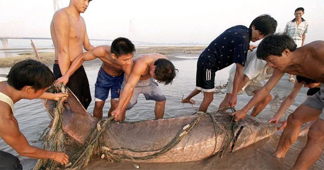 Khám Phá Kích Thước Của Những Loài Cá Khổng Lồ Tại Hồ Chứa Tam Hiệp