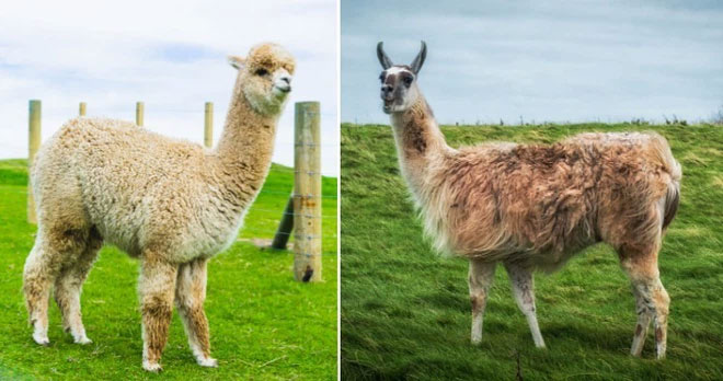 alpacas-and-llama Alpacas và Llamas