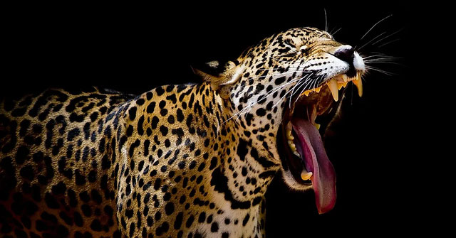 Khám Phá Những Loài Động Vật Có Lực Cắn Mạnh Nhất Thế Giới