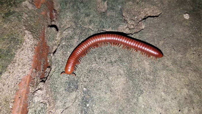 con-cuon-chieu-1 Đặc điểm nhận dạng cụ thể của cuốn chiếu là ở mỗi đốt cơ thể lại có hai cặp chân.