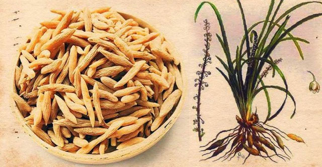 Khám Phá Lợi Ích Đáng Giá Của Củ Mạch Môn Đối Với Sức Khỏe