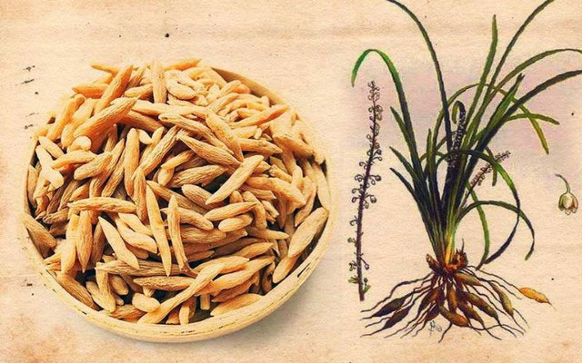 Mạch môn là cây thuốc quý được trồng tại Việt Nam