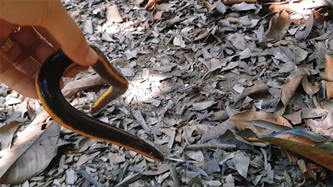 Loài ếch giun này di chuyển rất chậm và sống dưới lớp lá cây mục trong vườn.