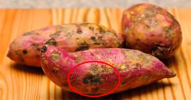 Nguyên Nhân Khiến Khoai Lang Bị Cứng Và Có Đốm Đen