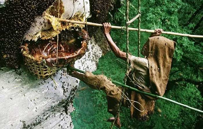 Mật ong Elvish có niên đại từ đế chế Colchis thế kỷ 17 trước Công nguyên