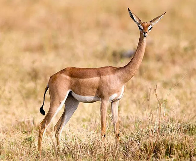 Linh dương Gerenuk