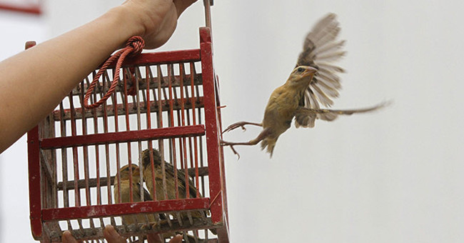 Khám Phá Mặt Trái Của Nghi Lễ Phóng Sinh: Những Điều Cần Biết