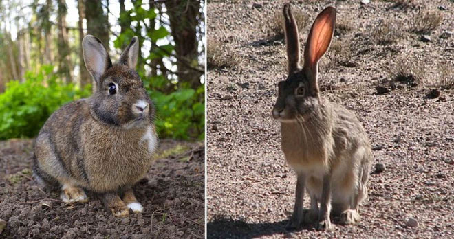 rabbit-and-hare Thỏ và Thỏ Rừng