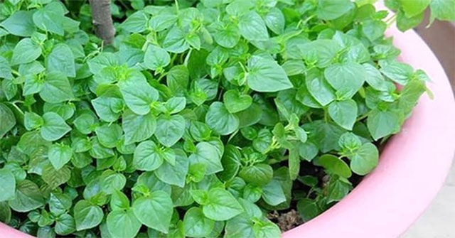 Khám Phá Giá Trị Dinh Dưỡng và Lợi Ích Sức Khỏe Từ Rau Càng Cua