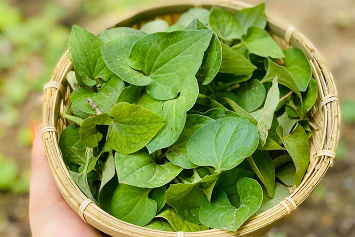 rau-diep-ca-2 Bổ sung rau diếp cá hàng ngày có thể giúp bạn có đôi mắt sáng, khỏe mạnh.