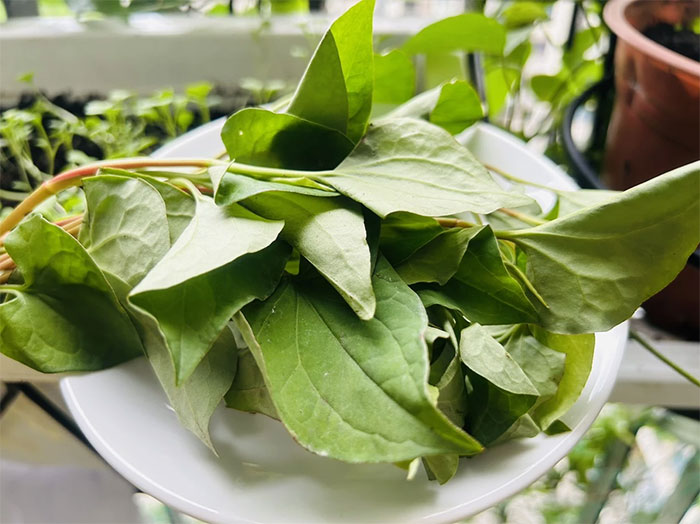 rau-diep-ca Rau diếp cá là một loại cây thảo mộc rất quen thuộc ở Việt Nam.