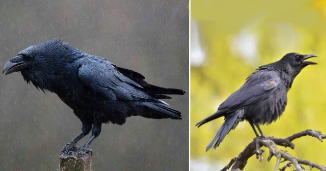 raven-and-crow Quạ và Raven