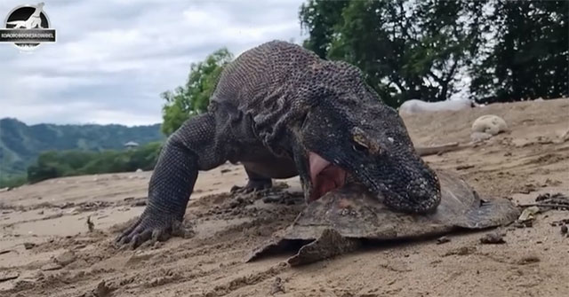 Rồng Komodo: Cuộc Săn Mồi Kinh Hoàng Với Mai Rùa