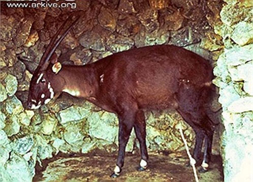 Bất ngờ phát hiện sao la tại Việt Nam sau 15 năm vắng bóng