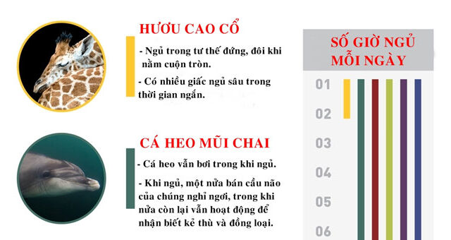 Khám Phá Những Thói Quen Ngủ Đặc Biệt Trong Thế Giới Động Vật