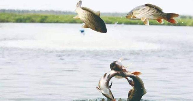 Khi sông đổ ra biển: số phận đàn cá nước ngọt và lộ trình sinh tồn