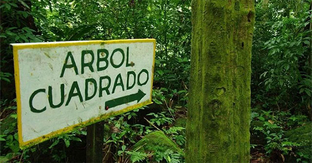 Khám Phá Thung Lũng Cây Vuông Kỳ Thú Ở Panama