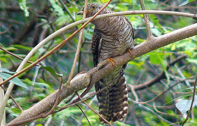 chim-cu-5 Chim non bắt cô trói cột trong tổ có đặc điểm thú vị.