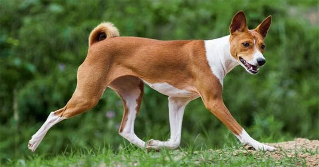 Giống Chó Basenji: Vẻ Đẹp Không Tiếng Sủa và Tính Cách Đặc Biệt
