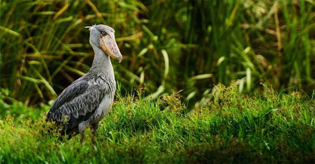 Cò mỏ giày: Bí mật về chiếc mỏ khổng lồ và thói quen săn mồi ở đầm lầy