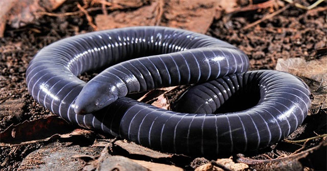 Phát hiện tuyến nọc độc trong miệng caecilian: ý nghĩa và các câu hỏi mở