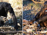 Kanzi — Bonobo có ngôn ngữ ký hiệu, biết nhóm lửa và dùng máy tính