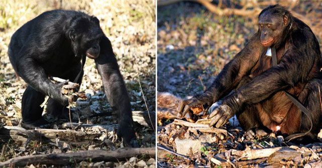 Kanzi — Bonobo có ngôn ngữ ký hiệu, biết nhóm lửa và dùng máy tính