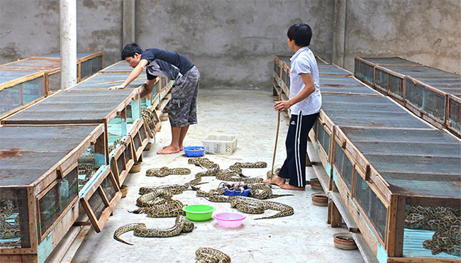 Mỗi buổi sáng, một con trăn chỉ cần liếm da của mình và thế là đủ nước cho cả ngày.